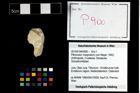 Foto (Objekt + Etikett) von Pithonoton marginatum (von Meyer, 1842)  (NHMW-GEO-2014-0194-0900)